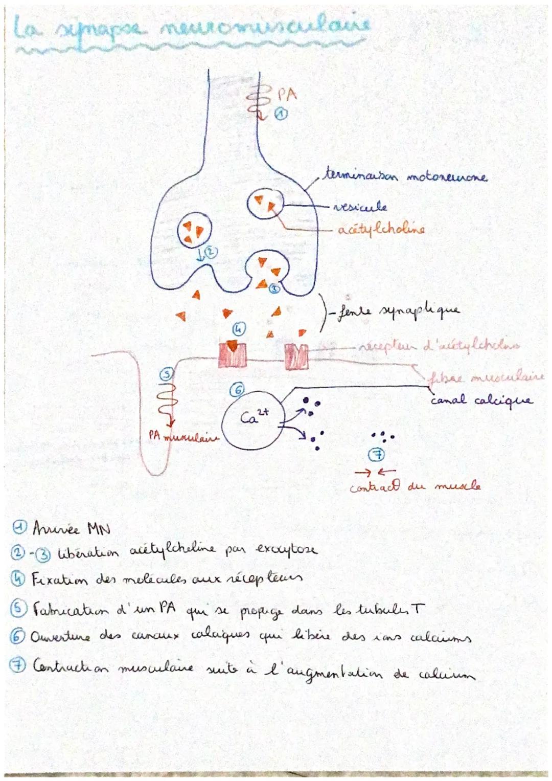 # TSC1: Les réflexes
reflexe muptatique contraction d' un miracle suite à son étixement soudain
1 centre nerveux : moelle épinière (= refl