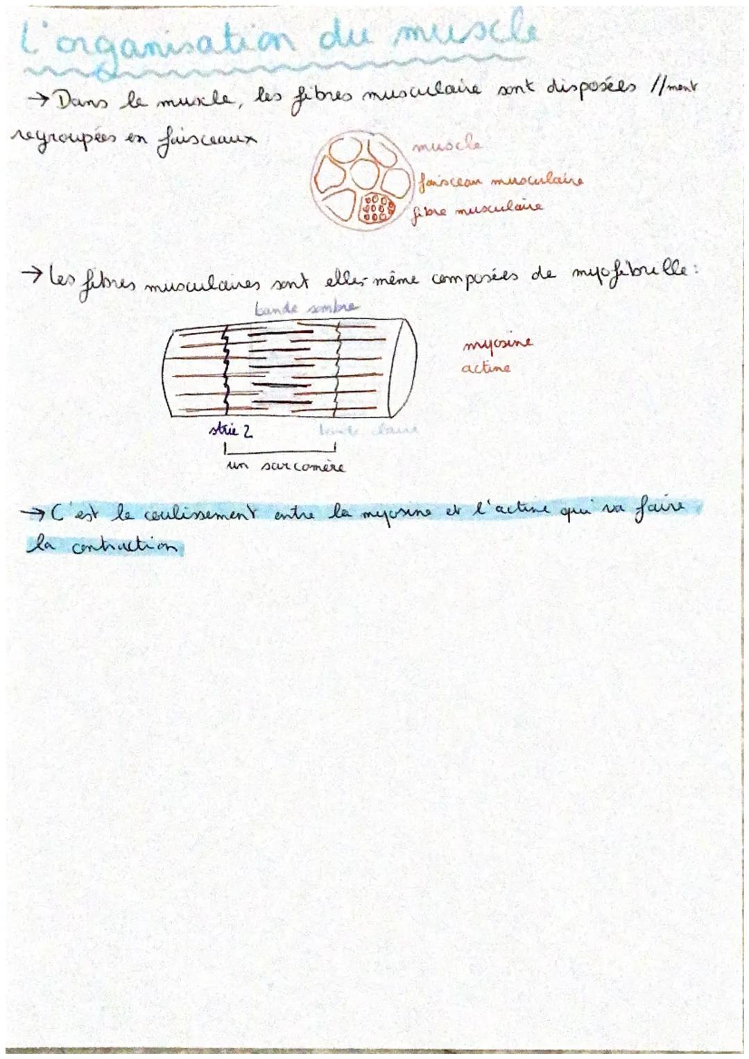 # TSC1: Les réflexes
reflexe muptatique contraction d' un miracle suite à son étixement soudain
1 centre nerveux : moelle épinière (= refl