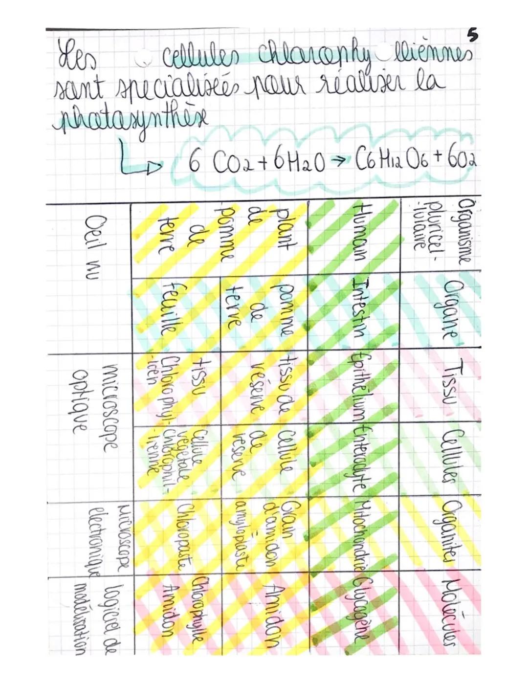 Science
l'organisation pluricellulaire
un ensemble de cellules specialisees
rappels
specialisation des cellules: structure et
fanction diffe