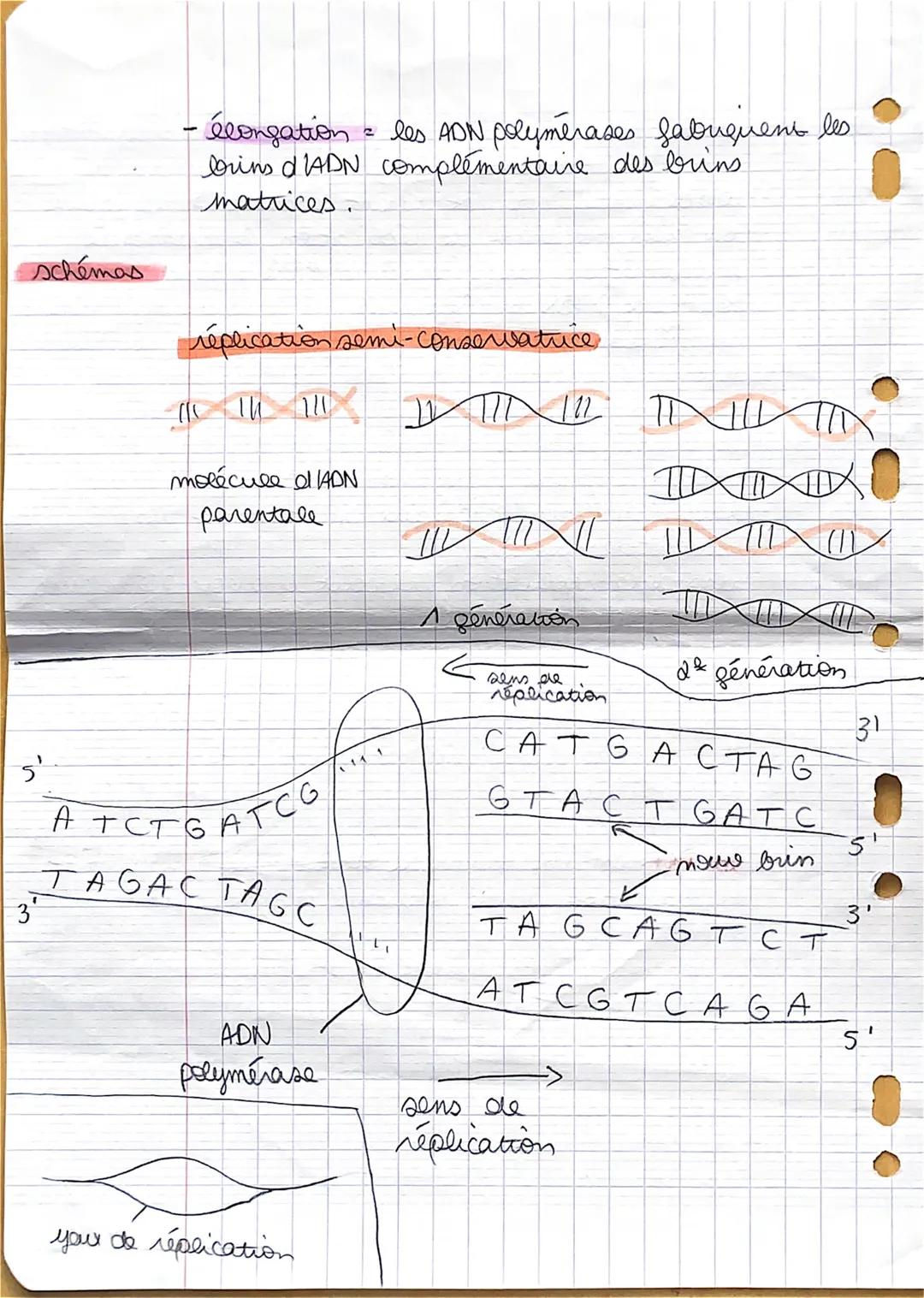 la réplication (= processus qui permet de reproduire à l'identique
une molécule d'ADN.)
lois de l'interphase, et devant la phase 5, la cellu