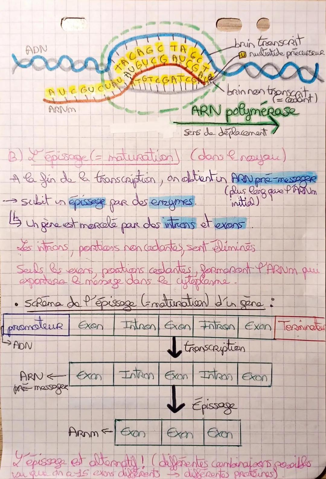 # Chapitre 3-SVT
Voc:
Un gen 5 aprime synthèse d'une proteine
→ fragment d'ADN
• Ramme possede: 20 acides amines differents pour former p