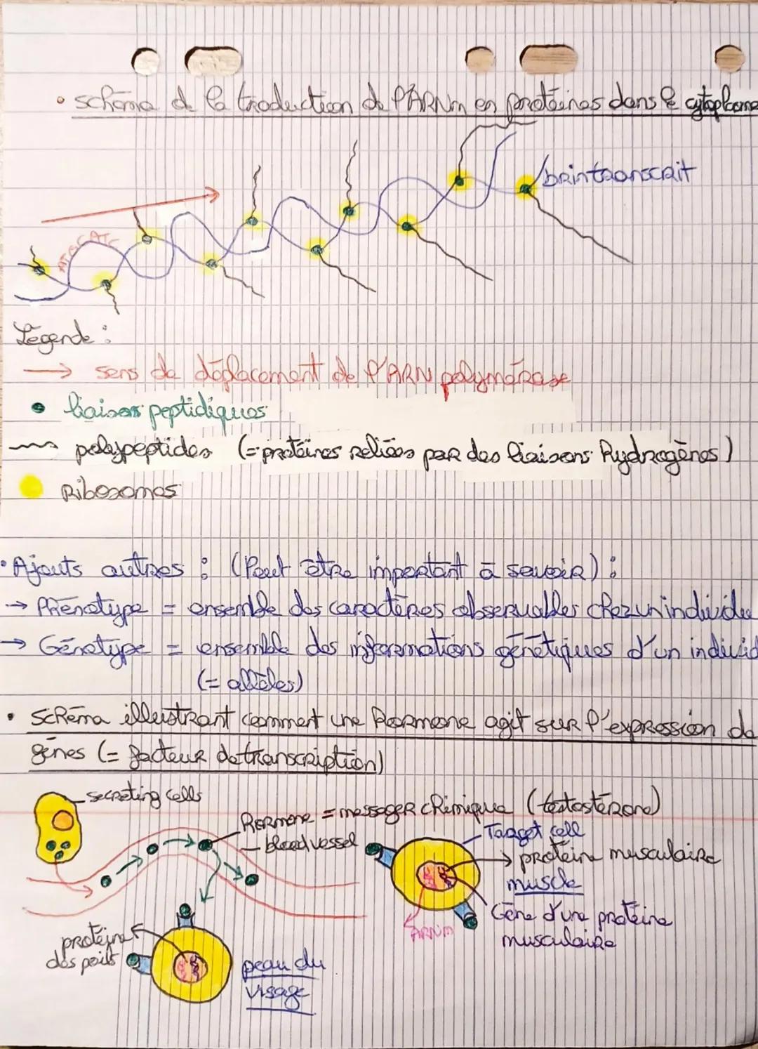 # Chapitre 3-SVT
Voc:
Un gen 5 aprime synthèse d'une proteine
→ fragment d'ADN
• Ramme possede: 20 acides amines differents pour former p