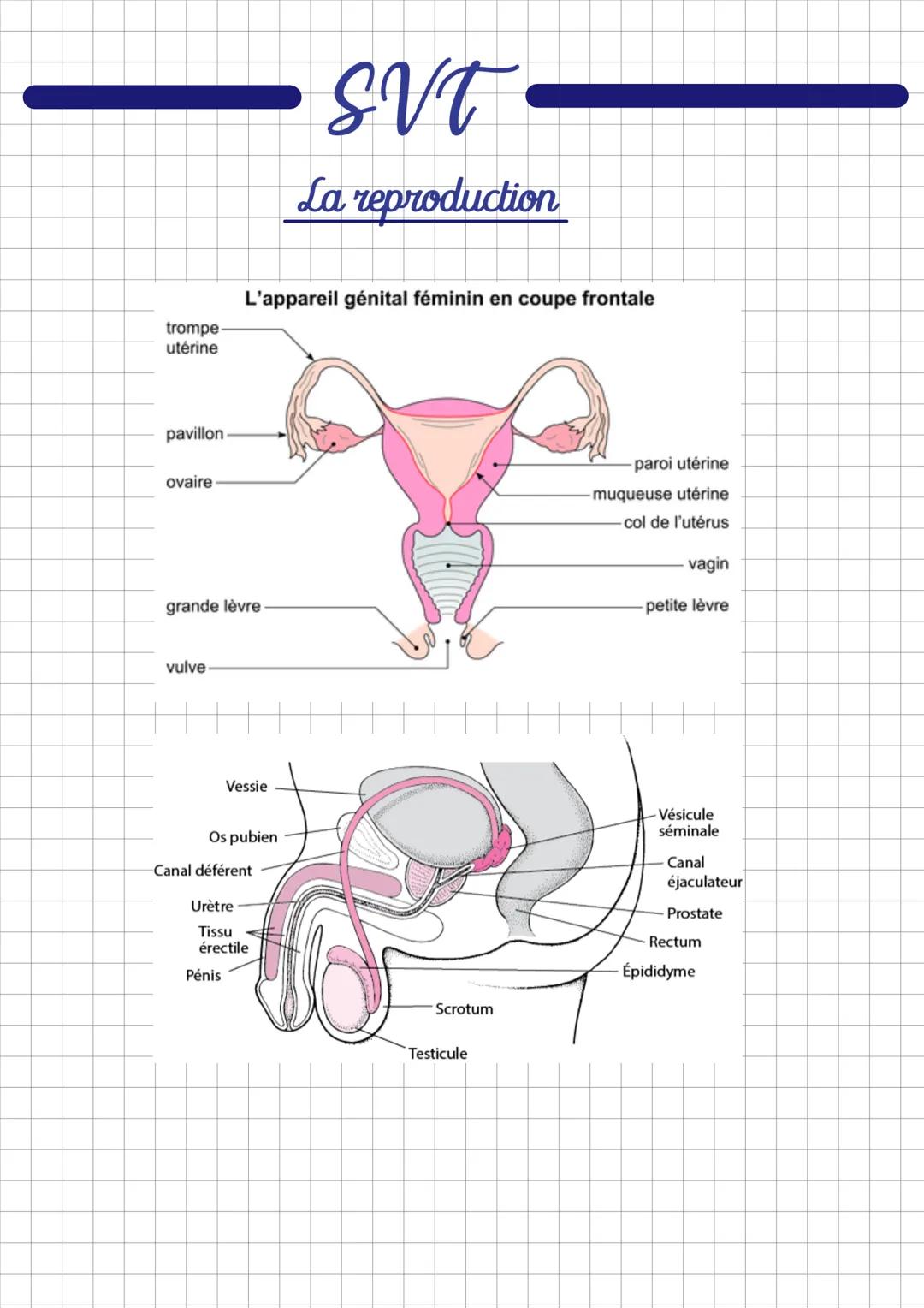 # SVT
La reproduction
1) La reproduction séxuée
- La reproduction sexuée est lorsque 2 êtres vivants se "rencontrent"
pour se reproduire.