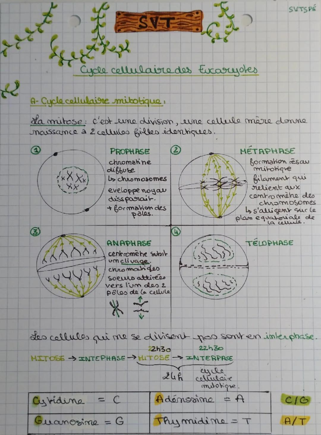 # SVT
# Cycle cellulaire des Eucaryotes
## A- Cycle cellulaire mitotique :
La mitose : c'est une division, une cellule mère donne naissan
