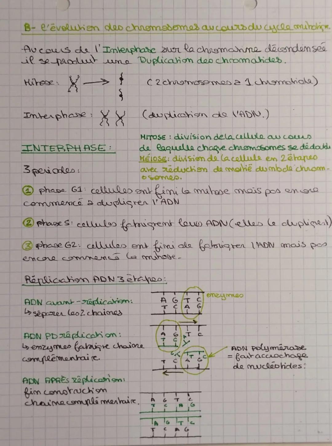 # SVT
# Cycle cellulaire des Eucaryotes
## A- Cycle cellulaire mitotique :
La mitose : c'est une division, une cellule mère donne naissan