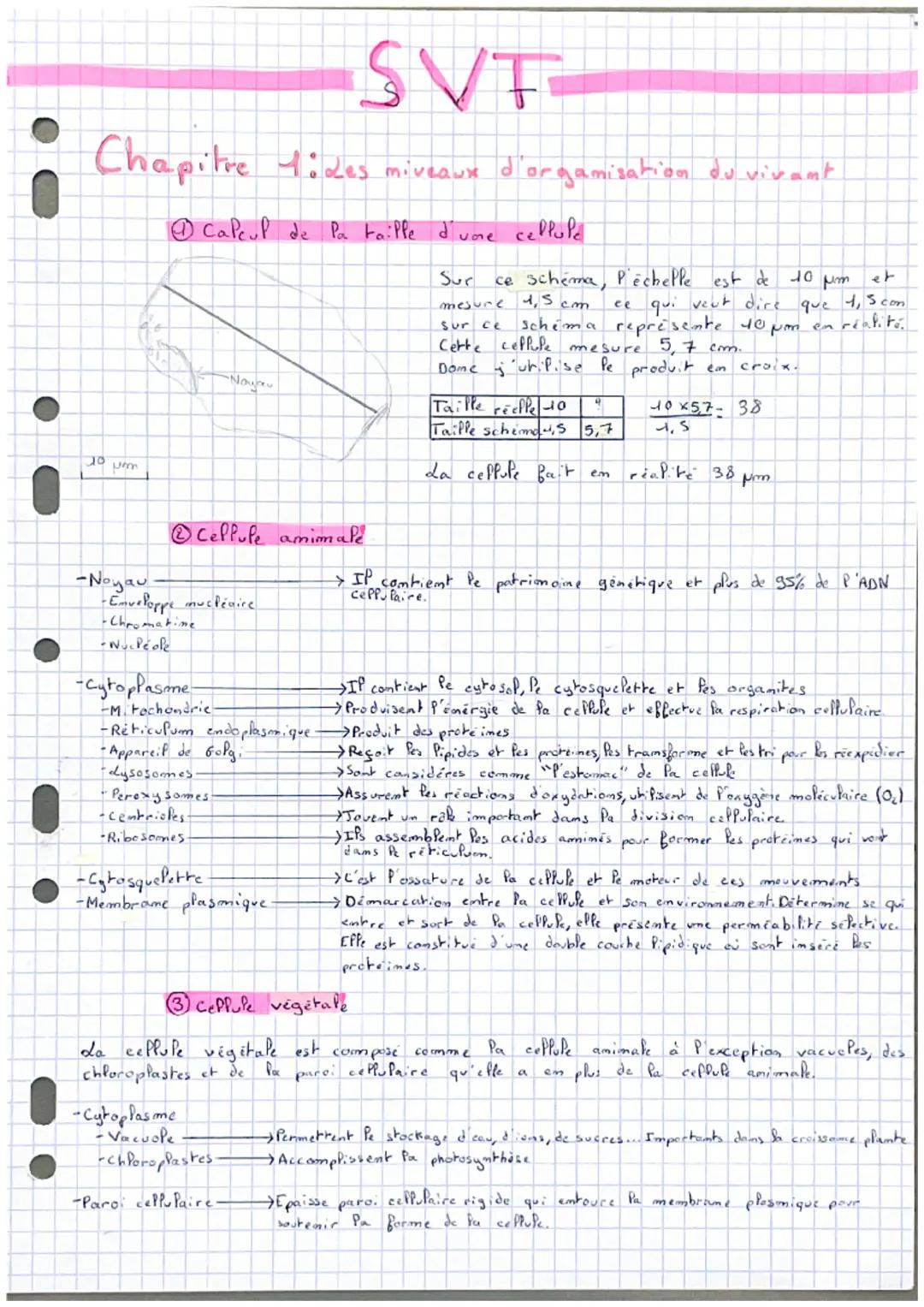 SVT
Chapitre 1: Les miveaux d'organisation du vivant
Capeul de Pa taille d'une cellule
Sur ce schéma, P'échelle est de 10 pm et
mesure 4,