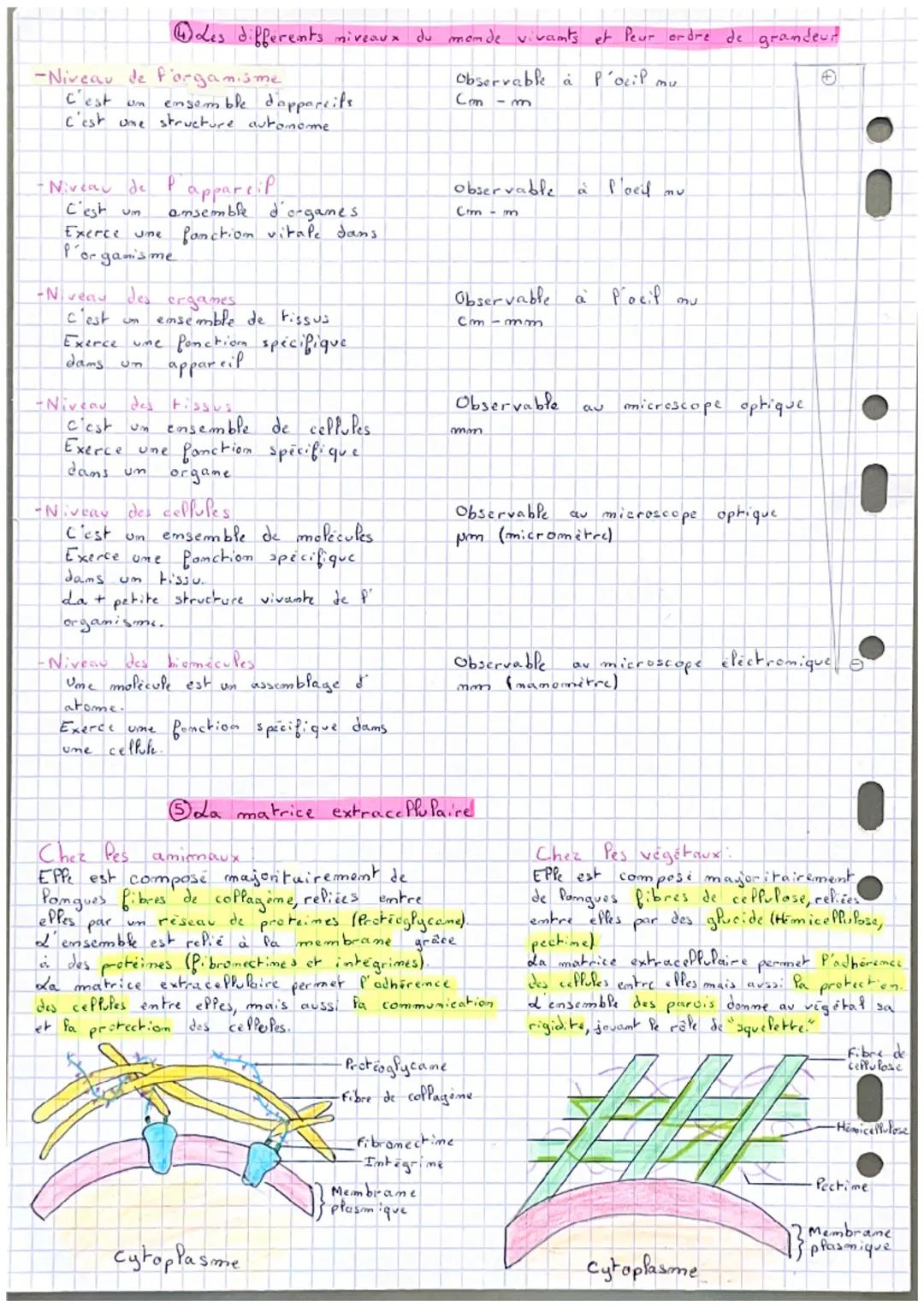 SVT
Chapitre 1: Les miveaux d'organisation du vivant
Capeul de Pa taille d'une cellule
Sur ce schéma, P'échelle est de 10 pm et
mesure 4,
