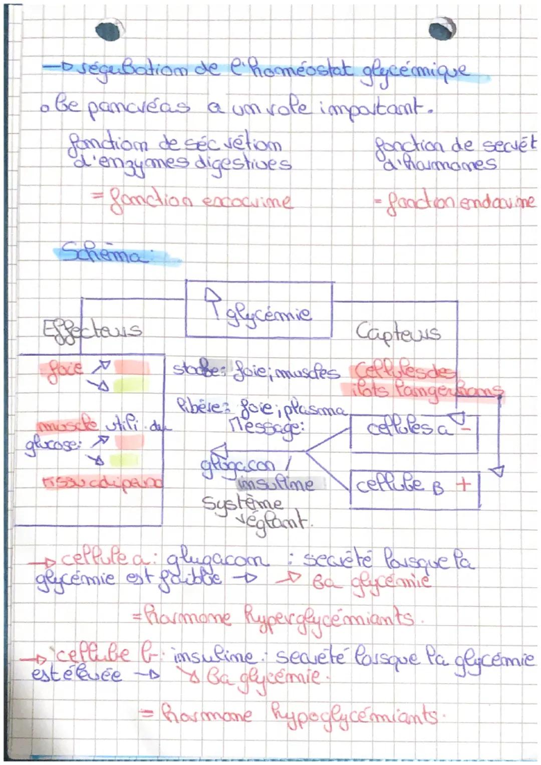 glycémie
Definitions
glycemic : taux de glucose dans le
homeostasie: maintien de la stabilité du
milieu interne
→→ homeostasie glycémique ré