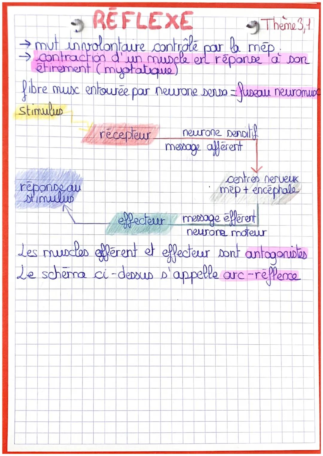 # REFLEXE
Theme 3,1
→mut involontaire contrôle par la mép.
→ contraction d'un muscle en réponse a son
étirement (myotatique)
fibre musc ento