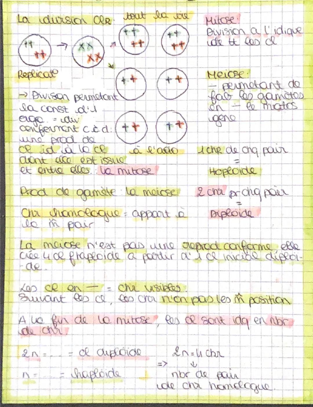 FAT
G=O
A = I
T=A
Chaine B
Chaine A
།། ཚིག
REVISION-
- Double elisses
↑ beson chydrogene
Jou you
00
B
=
→ Il sent a contenir
I' info genetiq