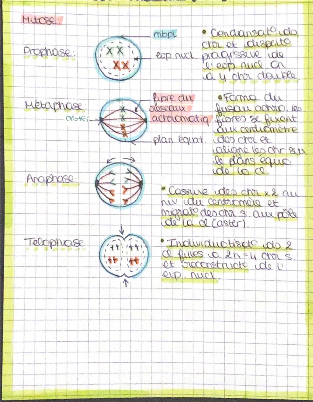 FAT
G=O
A = I
T=A
Chaine B
Chaine A
།། ཚིག
REVISION-
- Double elisses
↑ beson chydrogene
Jou you
00
B
=
→ Il sent a contenir
I' info genetiq