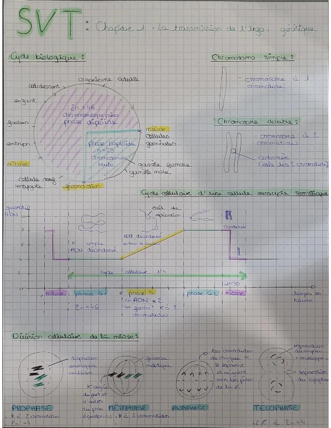 La mitose dans le cycle cellulaire et biologique