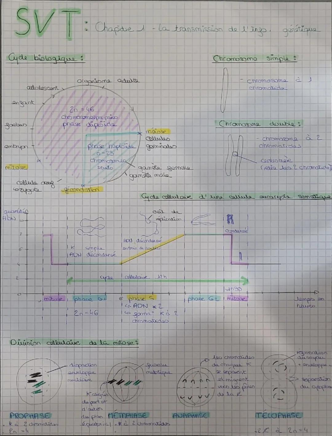 SVT
: Chapitre I
- la transmission de l'ings. génétique
Cycle biologique :
Organisme adulte
adolescent
engant
26 = 46
chromosomes pas pa
Joe