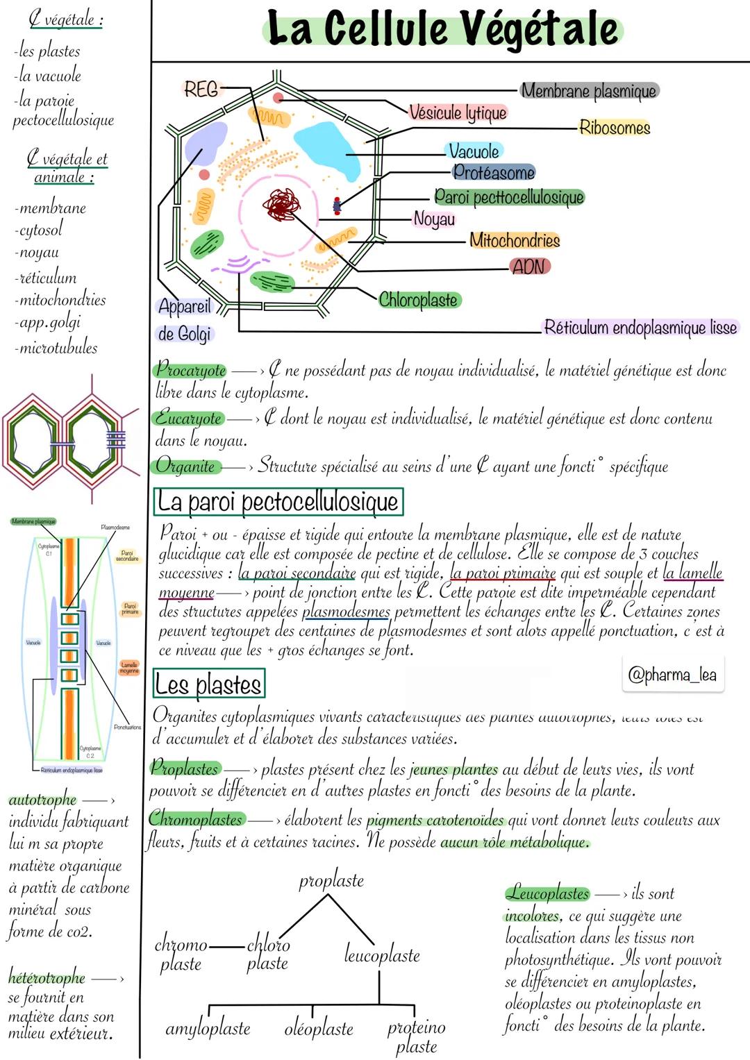 La cellule végétale : cours et schéma