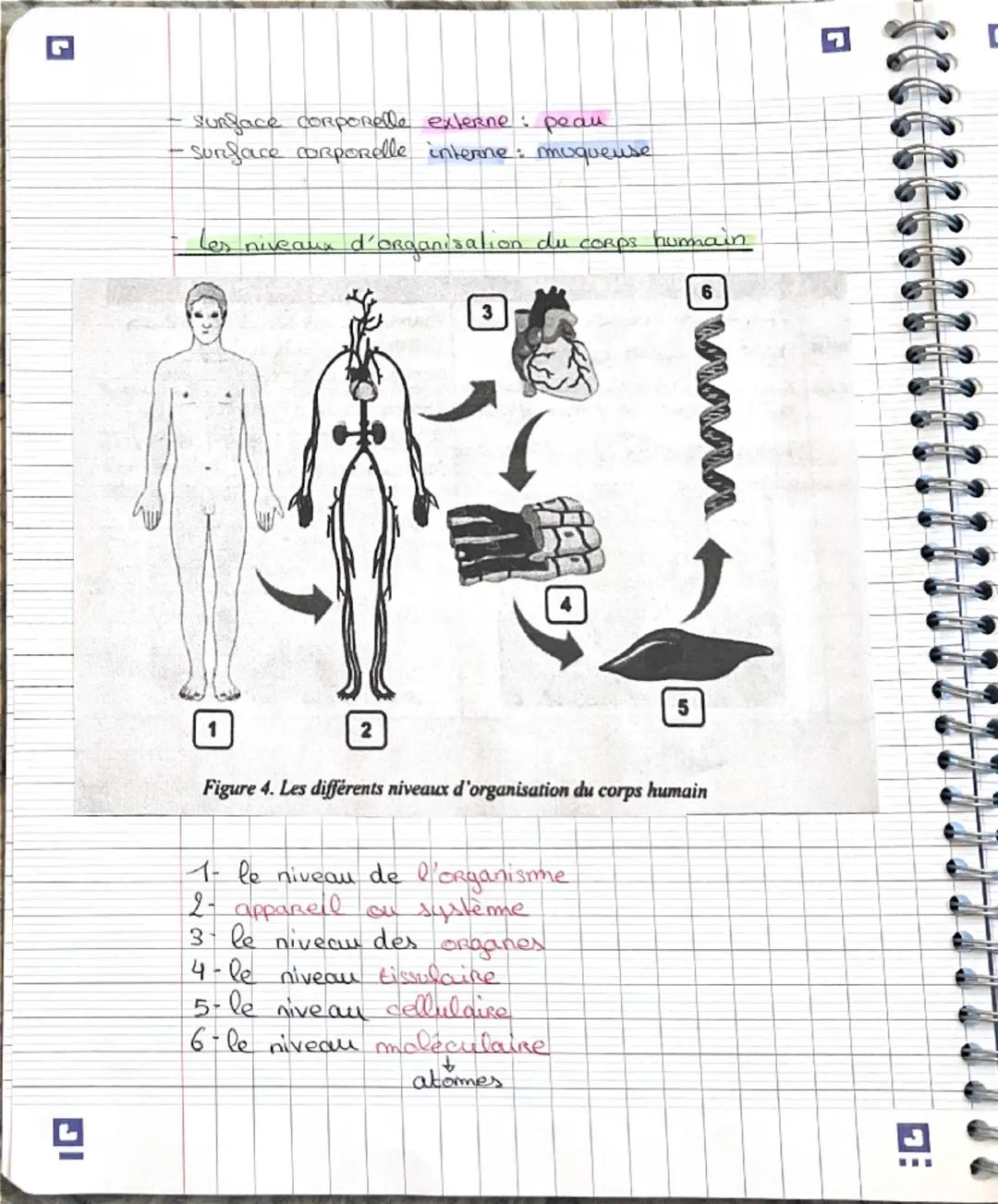 - le corps
humain est constitué d'appareils et de
CHAP 1.2
systèmes
- appareils constitues d'enganes assurant chacun une
fonction particuliè