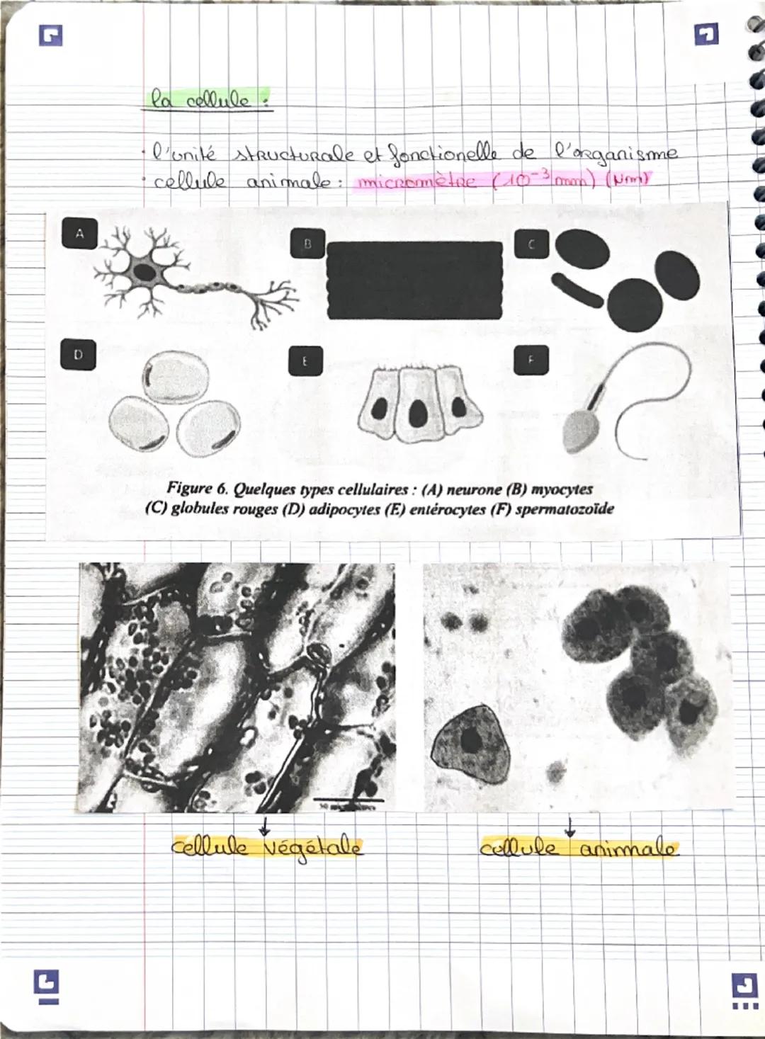 - le corps
humain est constitué d'appareils et de
CHAP 1.2
systèmes
- appareils constitues d'enganes assurant chacun une
fonction particuliè