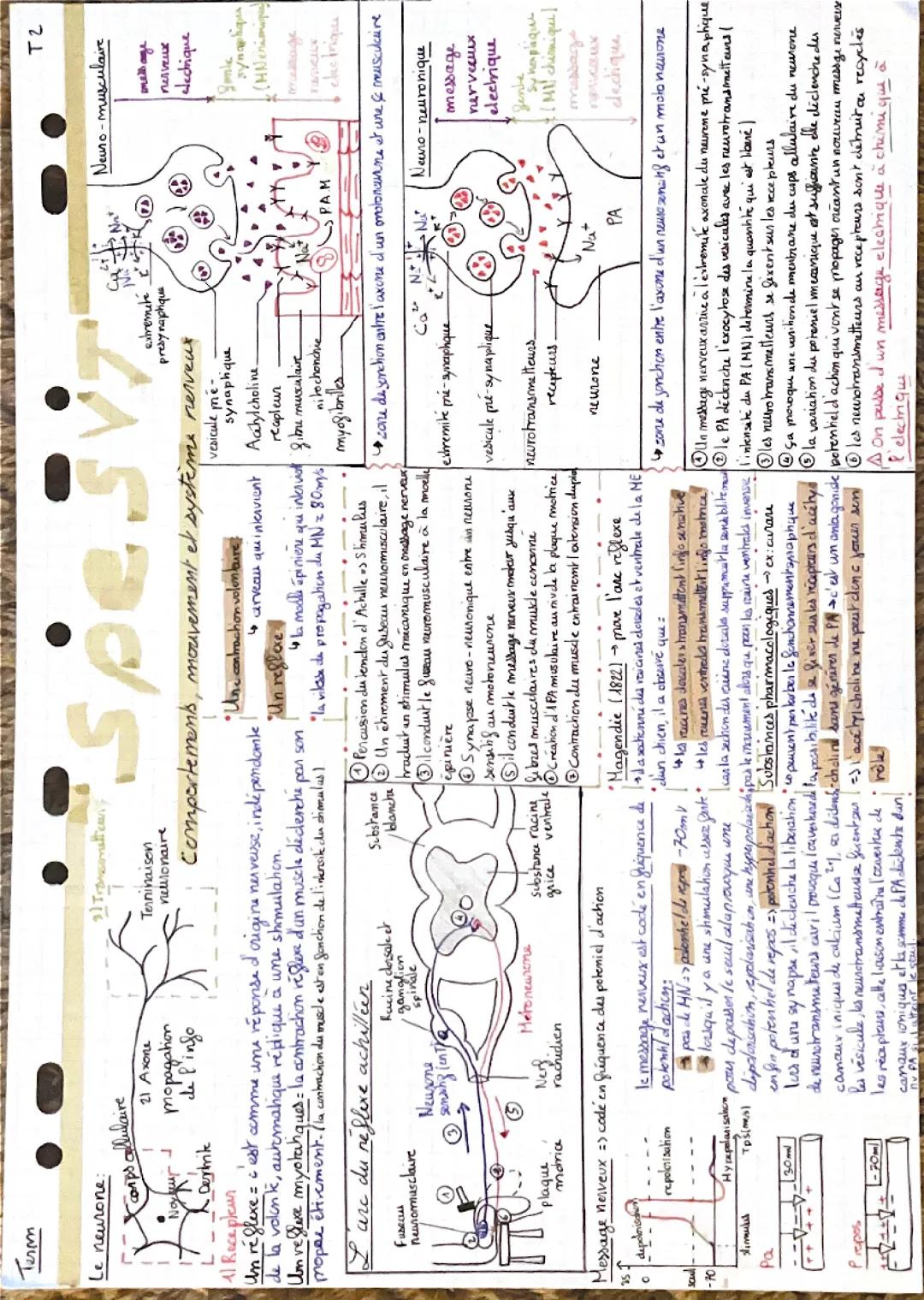 Svt-Comportement, mouvement et système nerveux