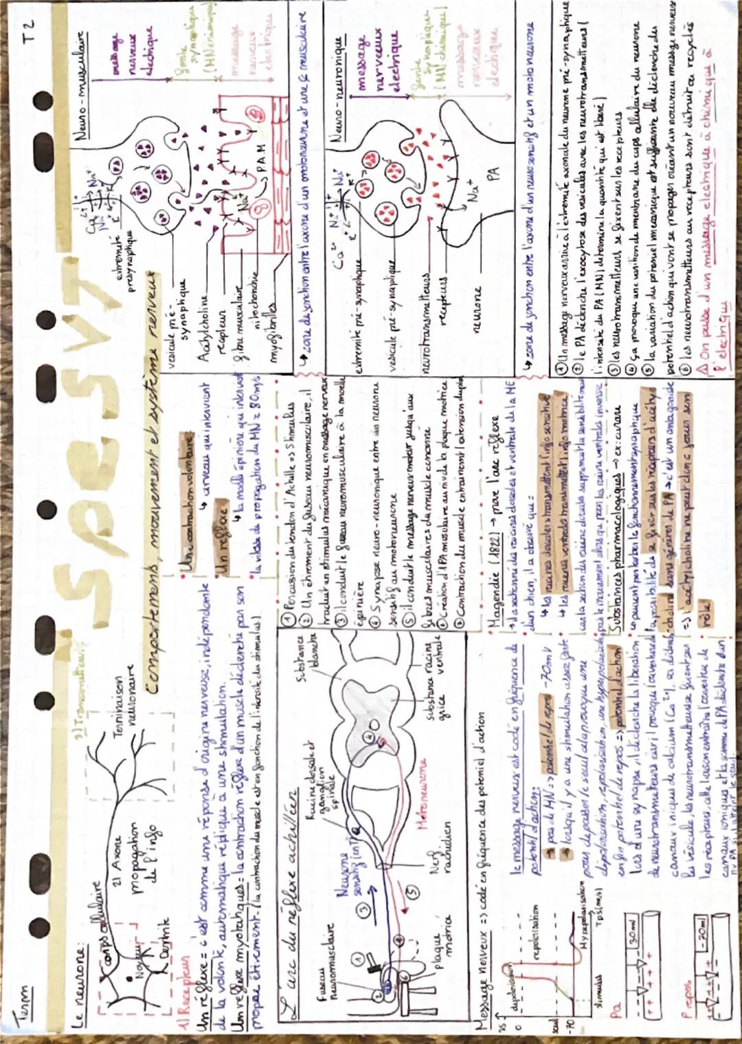 # T.E
## Le neurone :
- Corps cellulaire
- Axone
- Dendrite
## 31. Informations :
Tension
Réticulaire
## 41. Récepteurs :
Un récepteur