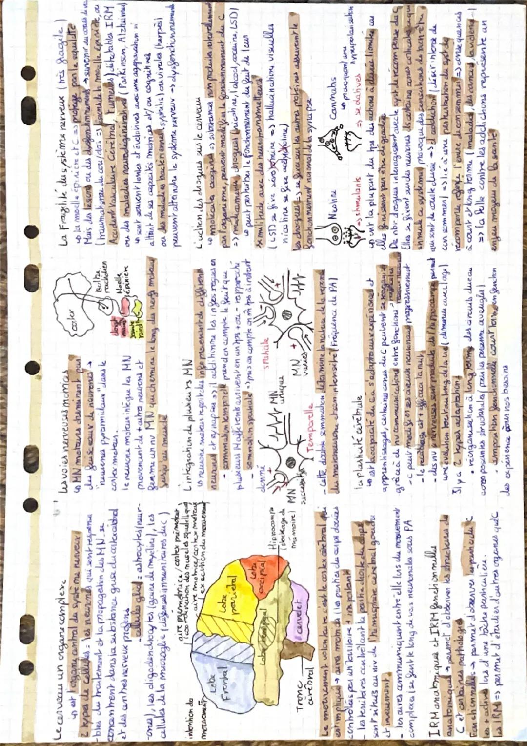 # T.E
## Le neurone :
- Corps cellulaire
- Axone
- Dendrite
## 31. Informations :
Tension
Réticulaire
## 41. Récepteurs :
Un récepteur