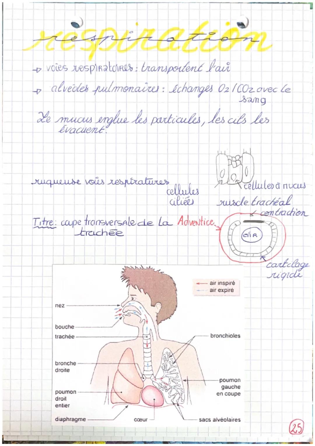 # respiration
→voies respiratoires: transportent l'ar
4 alvečdes pulmonaires: échanges O2/COz avec le
sang
Le mucus englue les particules