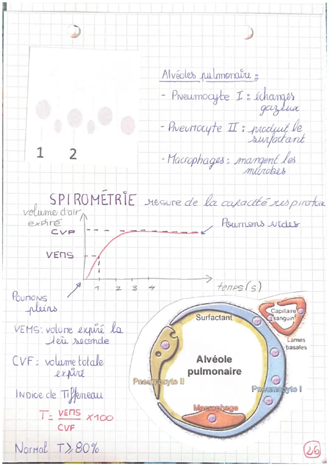 # respiration
→voies respiratoires: transportent l'ar
4 alvečdes pulmonaires: échanges O2/COz avec le
sang
Le mucus englue les particules