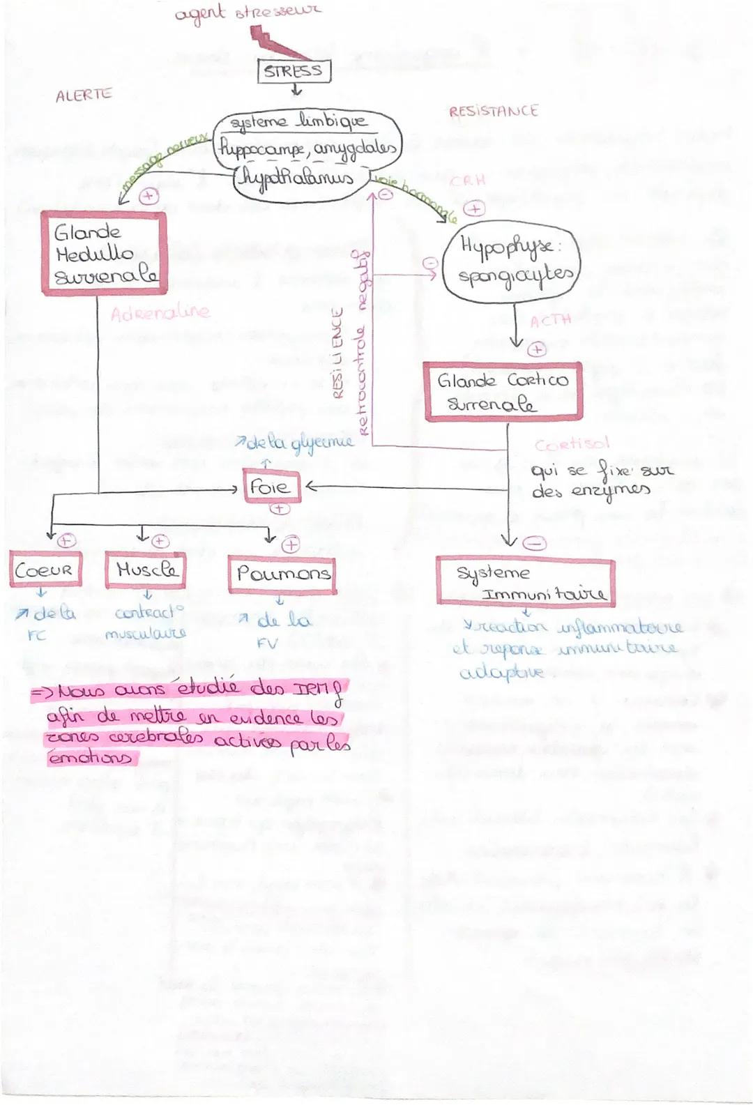 مند
L'organisme face au stress
Notre organisme est soumis à des agents stresseurs (psychologiques,
emotionnels, physiques...) qui viennent m