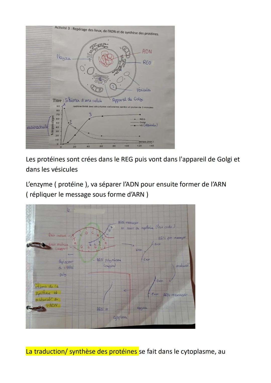 SVT Chapitre 2: L'expression du patrimoine
génétique
Comment un gène code-t-il l'information pour la synthèse de protéines?
I. La relation g