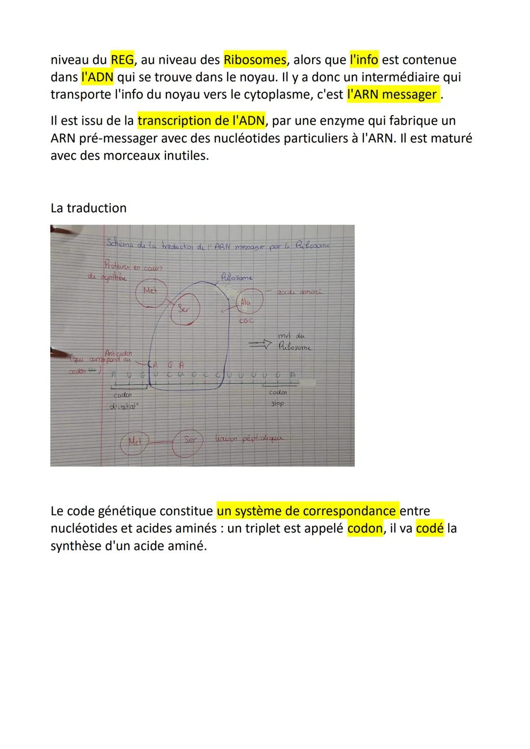 SVT Chapitre 2: L'expression du patrimoine
génétique
Comment un gène code-t-il l'information pour la synthèse de protéines?
I. La relation g