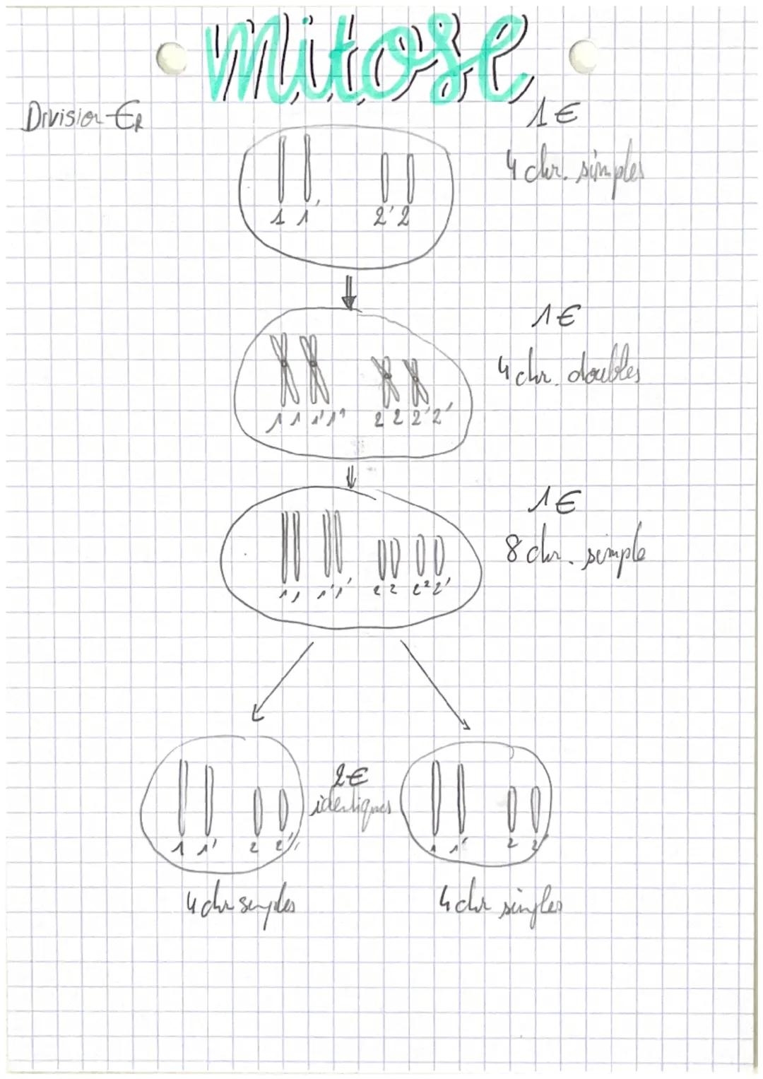 Division Er
# mitose
ΛΕ
4 cer simples
↓
ΛΕ
4 chr. doubles
Ле
8cher. semple
LE
۱۷۷
00 identiques
22
4 cha seyles
4cher singles