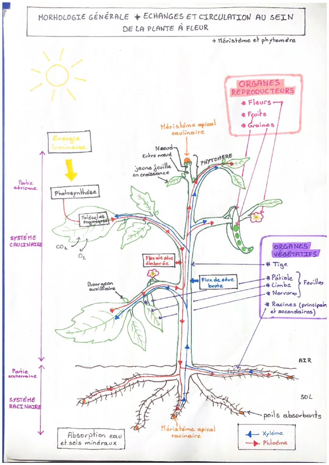 MORHOLOGIE GÉNÉRALE
ECHANGES ET CIRCULATION AU SEIN
DE LA PLANTE À FLEUR
+ Héristeme et phytomère
Partie
aérienne
Energie
lumineuse
Photosyn