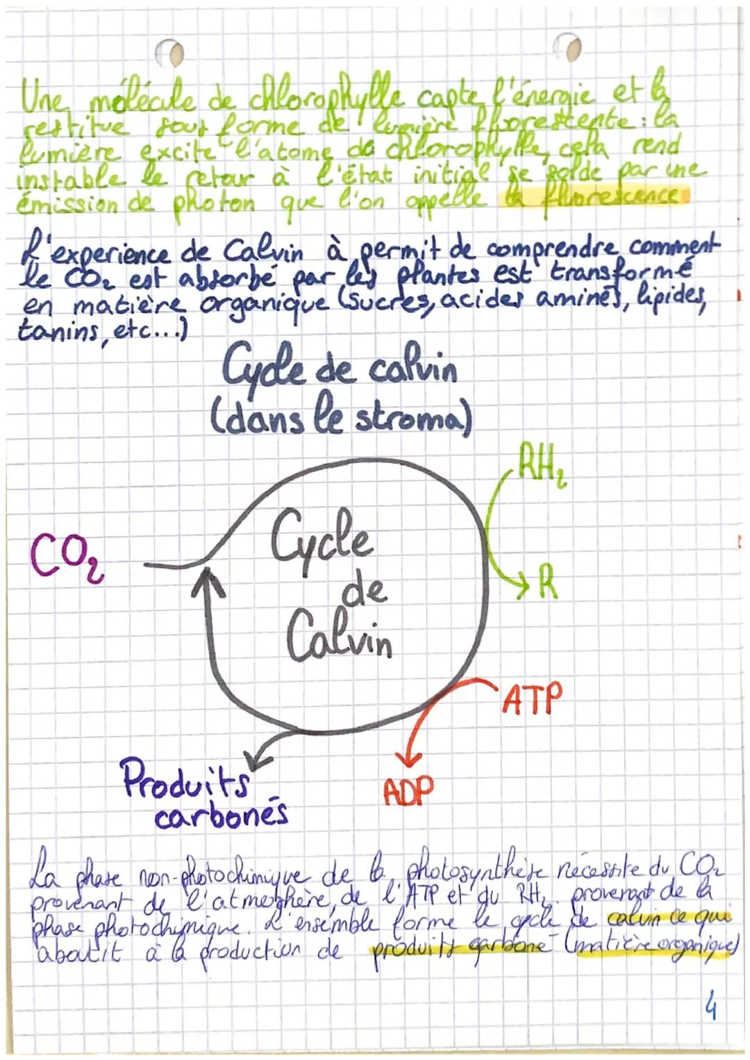 # Chapitre 2
La plante, productrice
de matière organique
Les feuilles castent la lumière, Grace à leurs pats
a
absorbants les plantes récupè