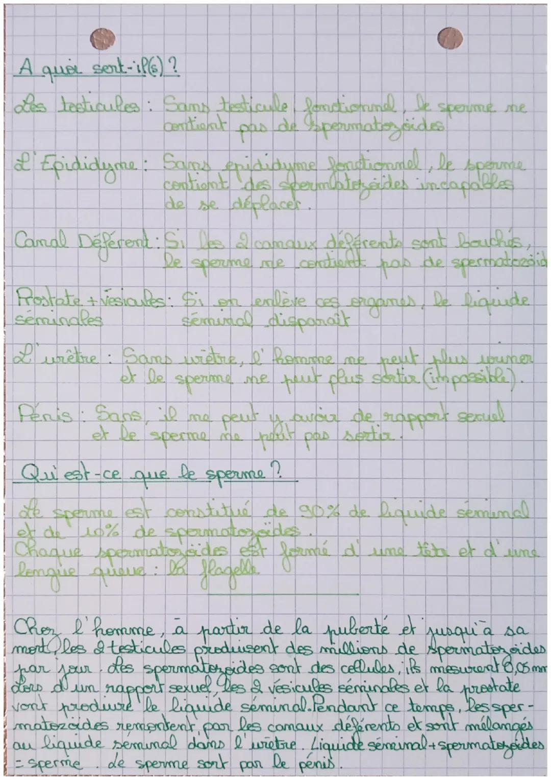 # S.V.T
I. La Procréation Humaine
A partir de la puberté, les organes reproducteurs
(Conganes génitaux) commencent a fondi tiher.
Les cha