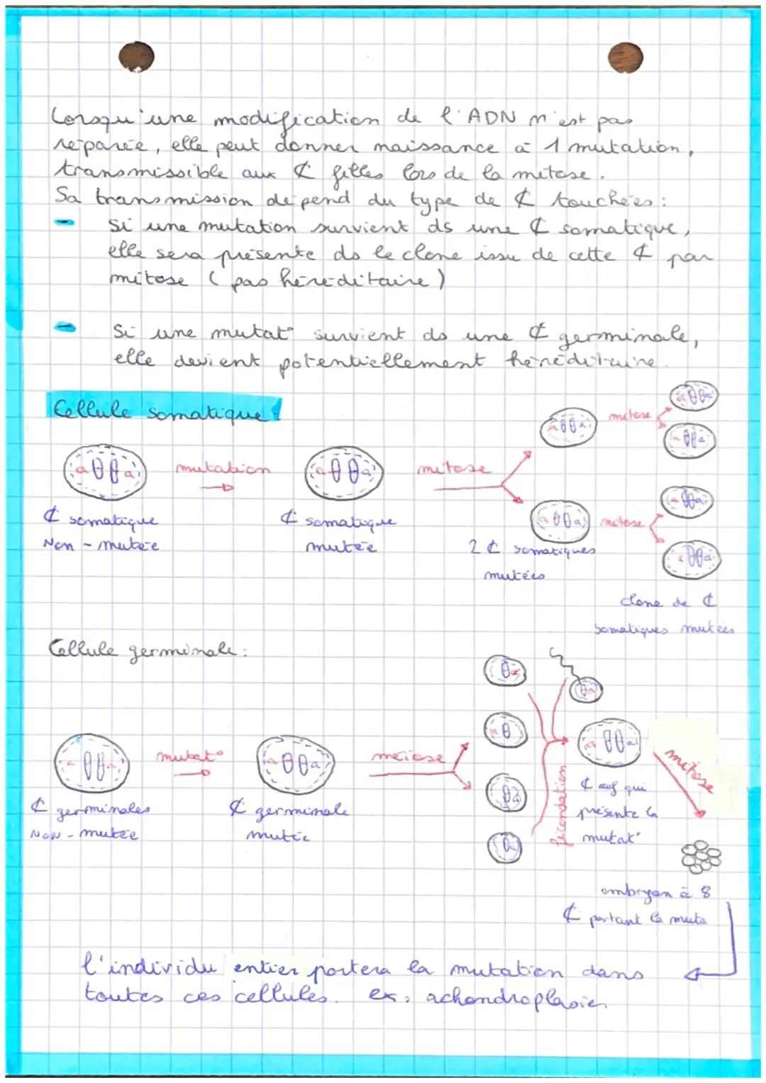 les mutations de l'ADN
mutation. modificat de la séquence du material géné:
la séquence muclistiqique de la molecule d'ADN
Lo L'ADN polymera