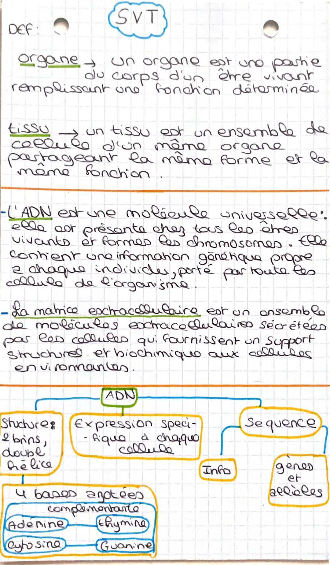 DEF:
organe
Un organe est une partie
du corps d'un être vivant
remplissant uno fonction déterminée.
SVT
tissu
→ un tissu est un ensemble de