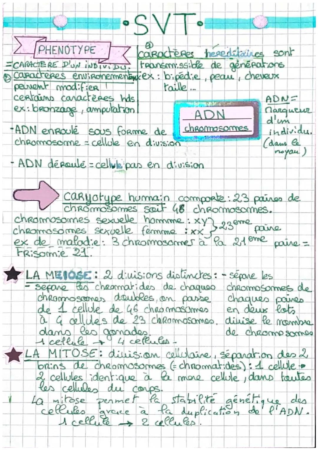 ADN, chromosomes, phénotypes et allèles