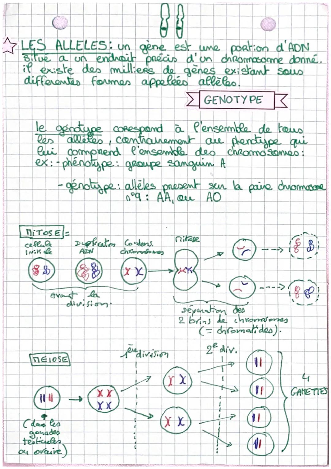 SVT•
PHENOTYPE 7 Caractères hereditaires sont
CARACTERE D'UN INDIVIDU. transmissible de générations
caracteres environementurex: bipédie, pe