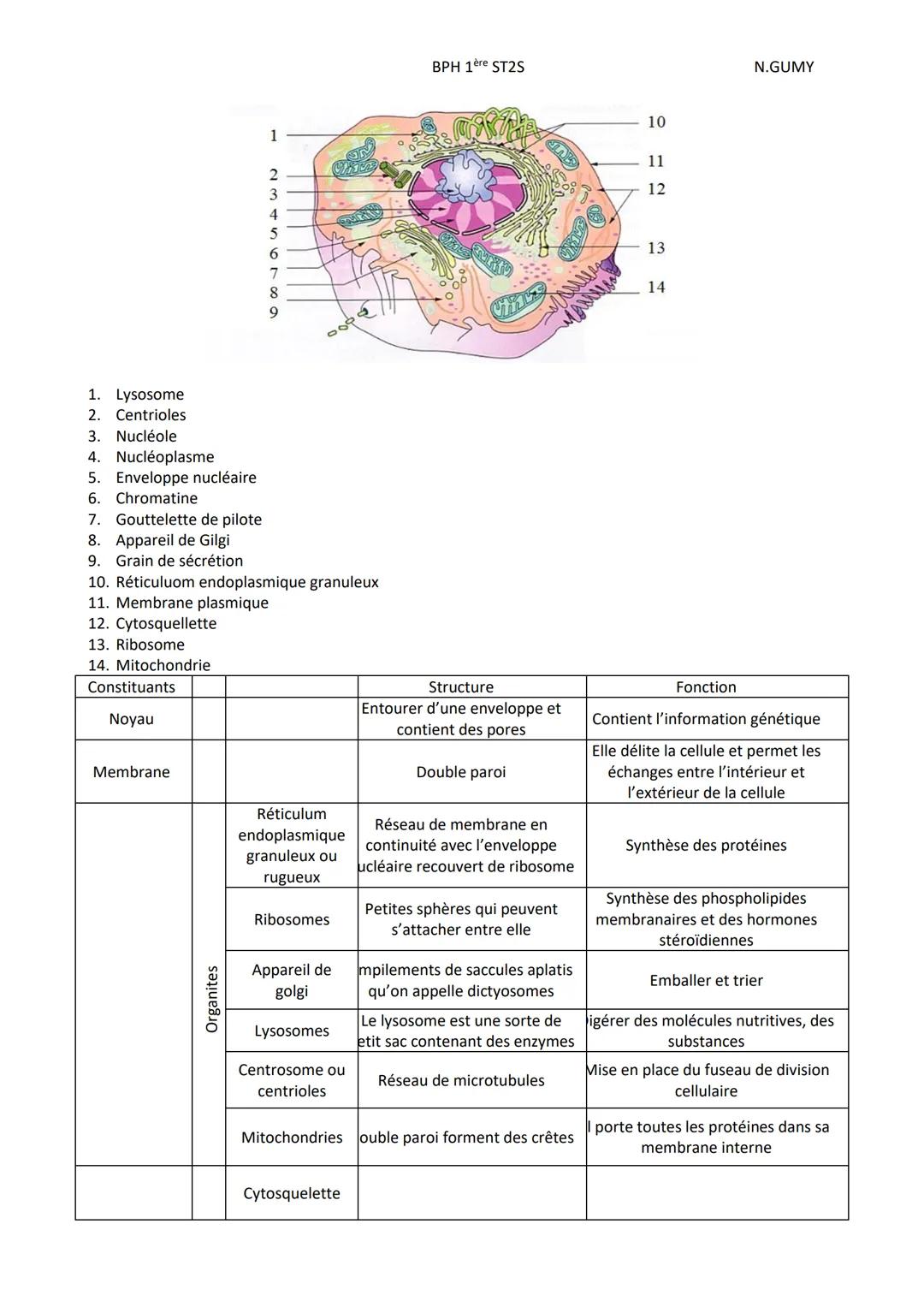 BPH 1ère ST2S
N.GUMY
Pôle 1: <<< organisation et fonctionnement intégré de l'être humain >>>
Chp 2: DE L'ORGANE AUX MOLECULES
Intro: L'êtr