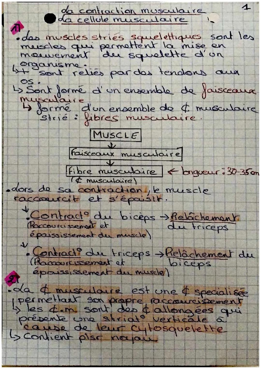 La contraction musculaire