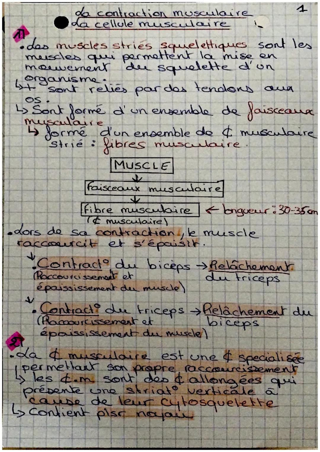 das muscles striés squelettiques sont les
muscles qui permettent la mise en
movement. du squelette d'un
4
organisme.
os sont
sont reliés par