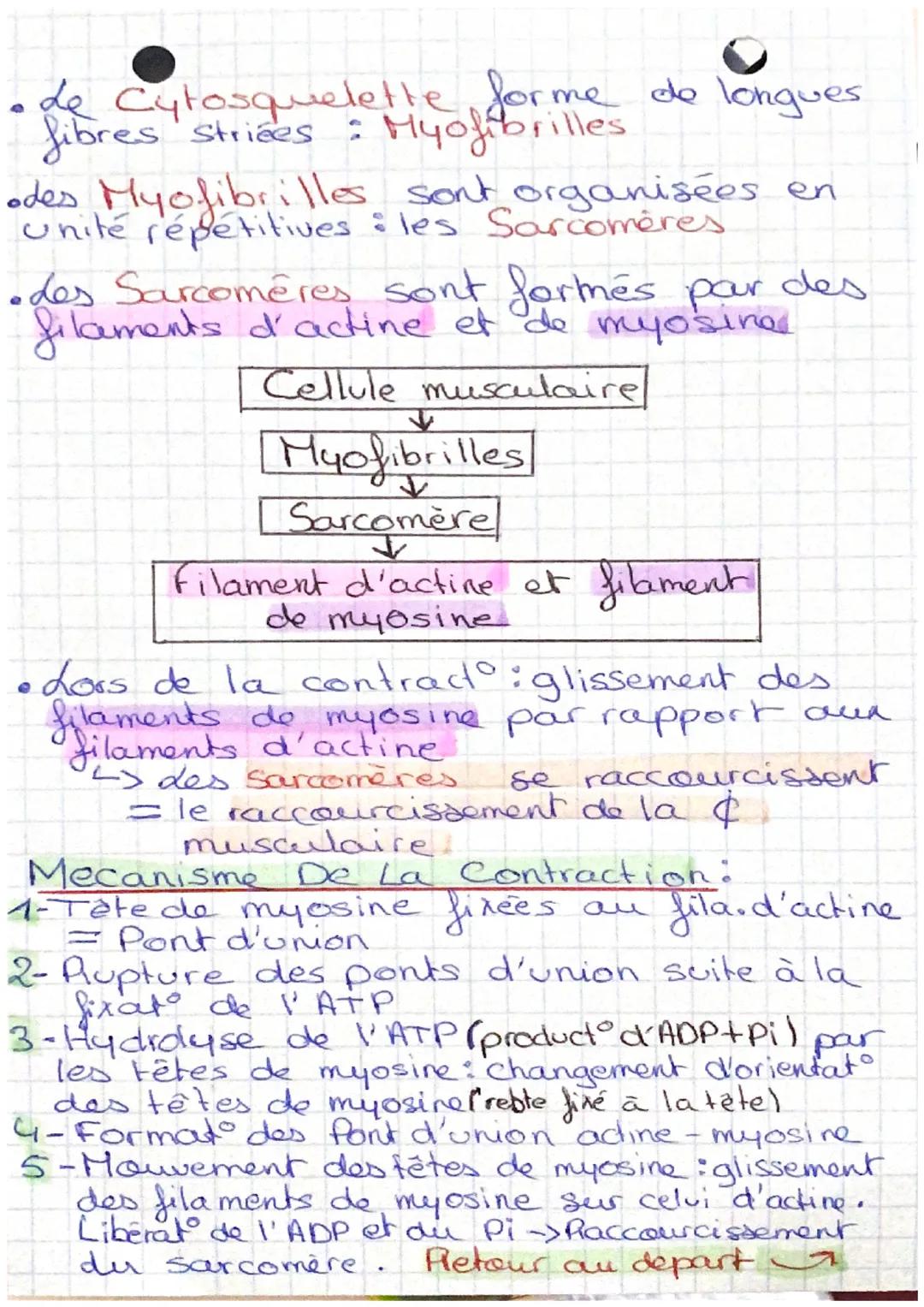 das muscles striés squelettiques sont les
muscles qui permettent la mise en
movement. du squelette d'un
4
organisme.
os sont
sont reliés par