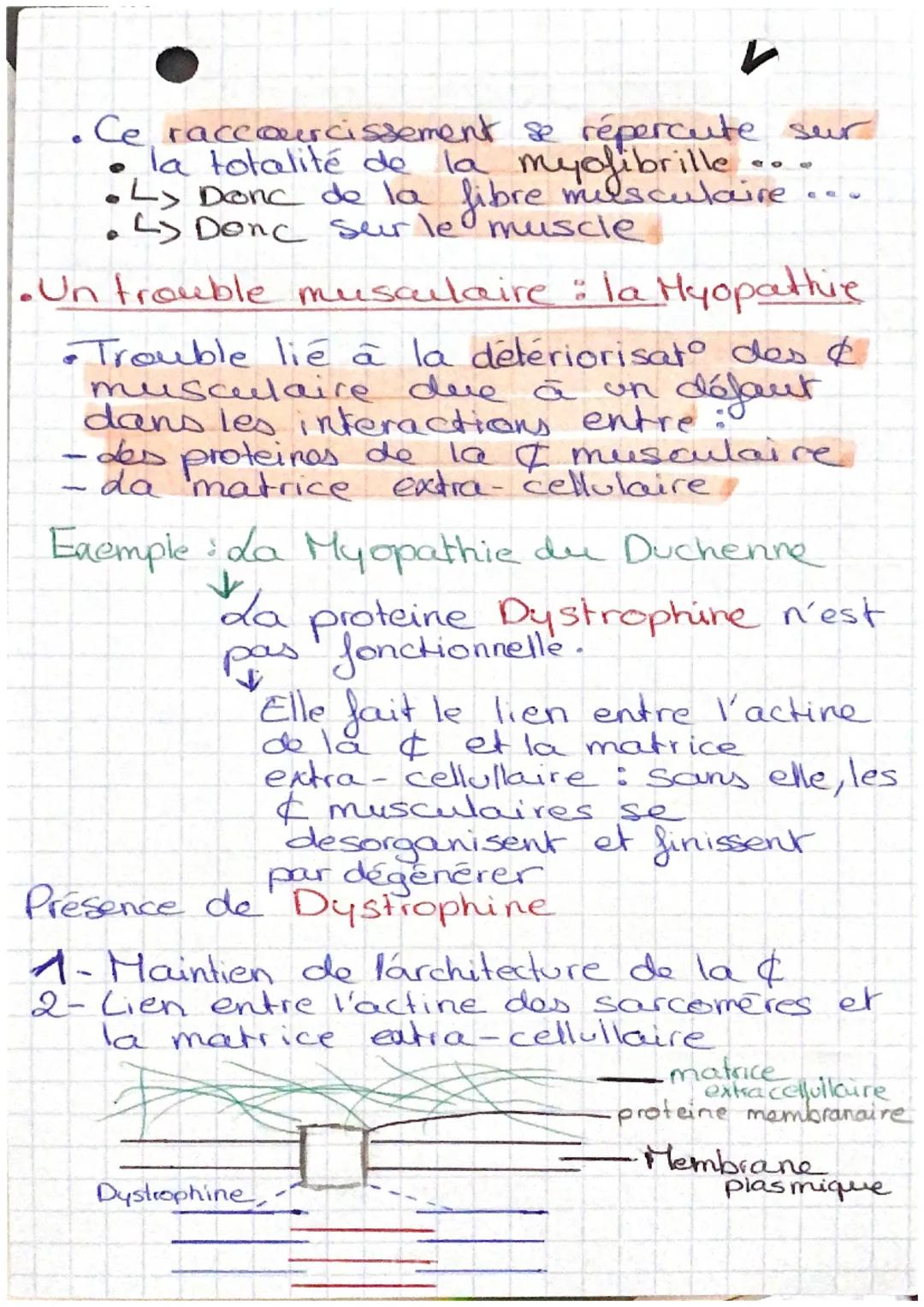 das muscles striés squelettiques sont les
muscles qui permettent la mise en
movement. du squelette d'un
4
organisme.
os sont
sont reliés par