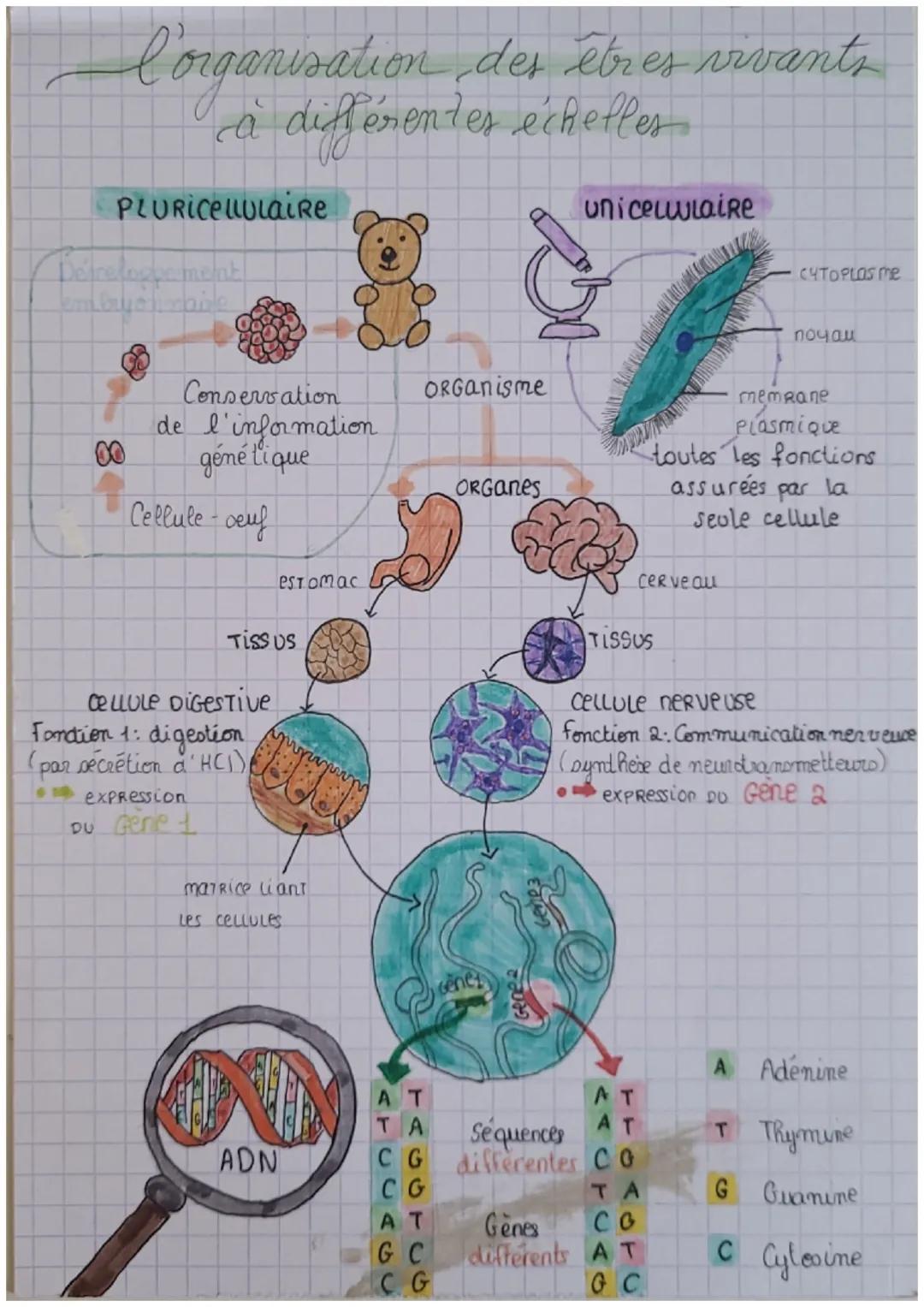 l'organisation des ébres vivants
à différentes échelles
PLURICellulaire
오
unicelulaire
CYTOPLOS ME
00
Conservation
de l'information
génétiq