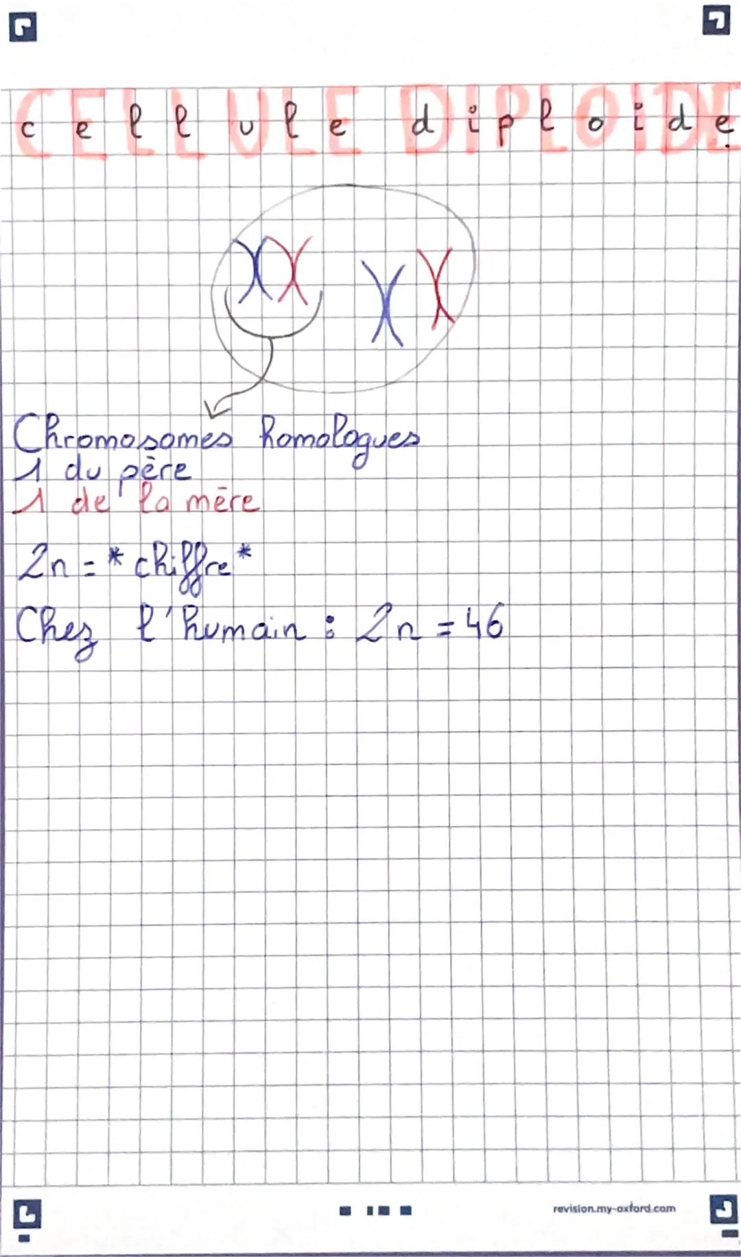 cellule diploide
Chromosomes homologues
1 du père
A de la mère
2n = * chiffre *
Chez l'humain: In = 46
revision.my-oxford.com Mr Hardouin