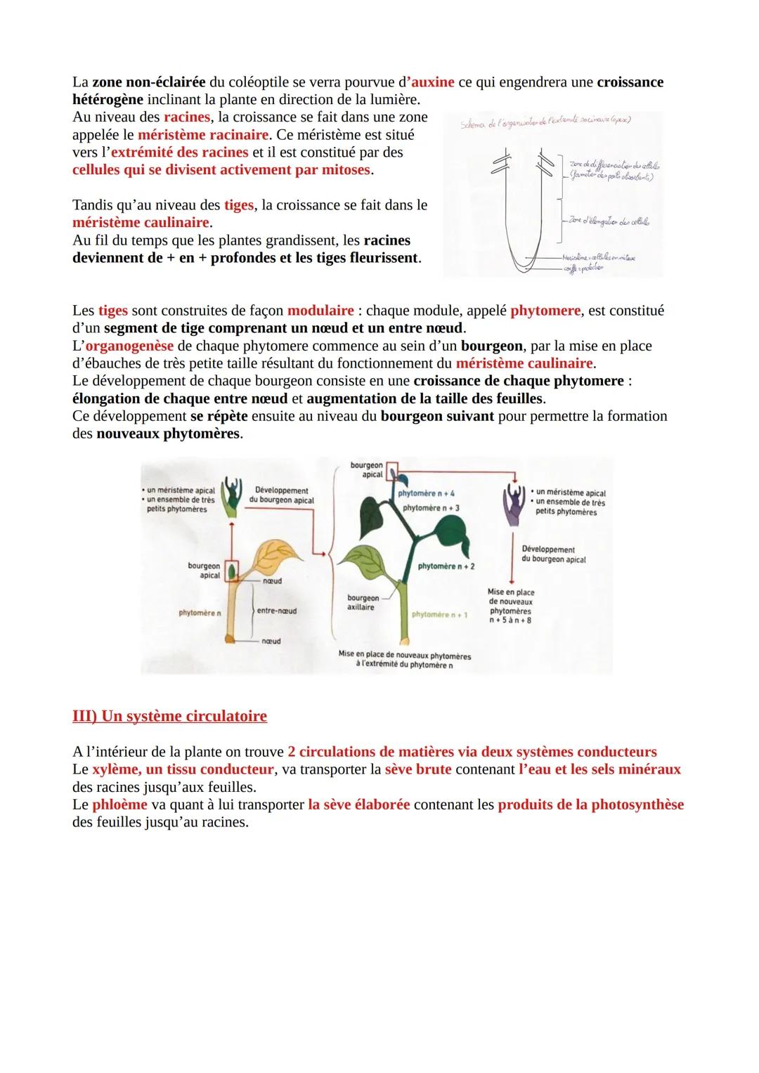 THÈME 1: DE LA PLANTE SAUVAGE A LA PLANTE
DOMESTIQUÉE
Chapitre 1: L'organisation fonctionnelle des plantes à fleurs
Les plantes sont soumise