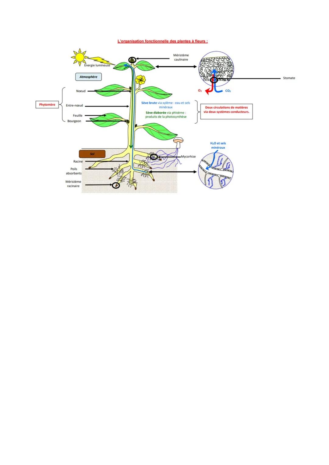 THÈME 1: DE LA PLANTE SAUVAGE A LA PLANTE
DOMESTIQUÉE
Chapitre 1: L'organisation fonctionnelle des plantes à fleurs
Les plantes sont soumise