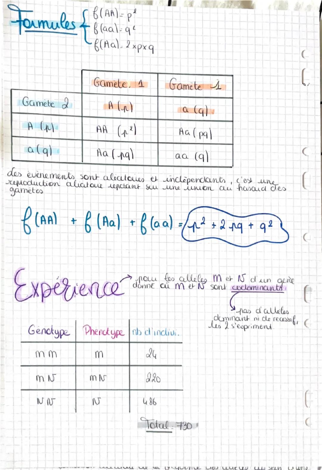 Hardy-Wemberg
LE MODELE
→ Me vou la frea allelig
des generations (alleles ↓ & culteles?)
population
ensemble d'individus de la mème espèce d