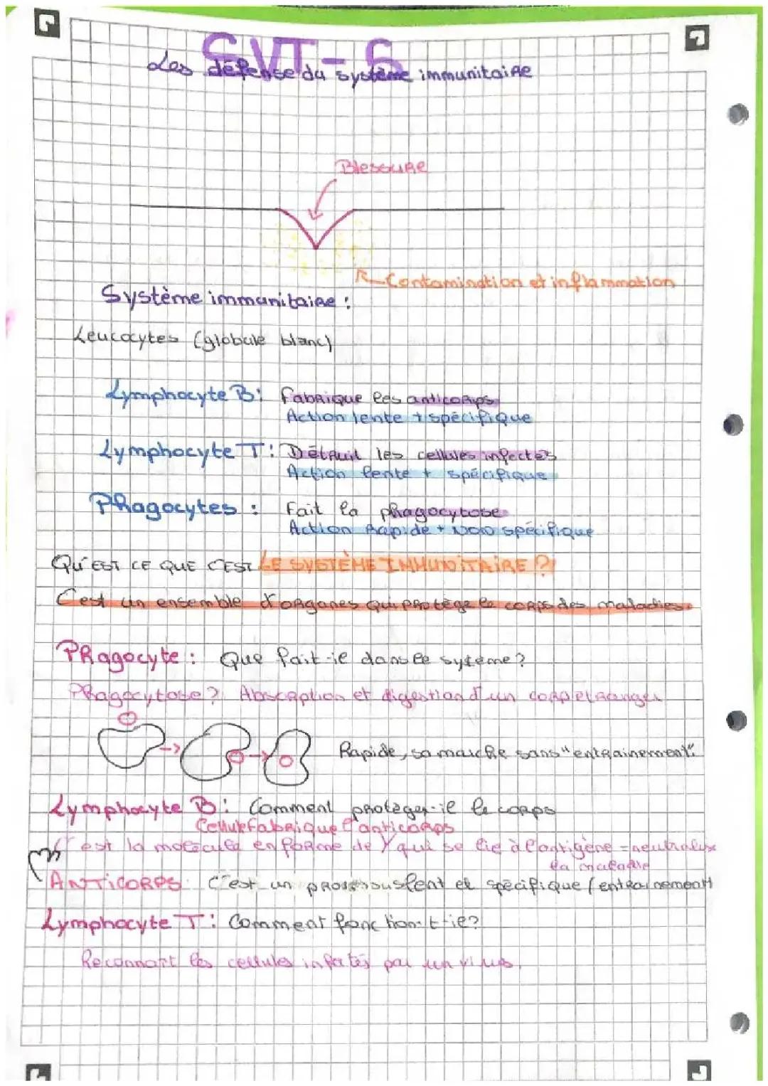 Les défenses du système immunitaire
