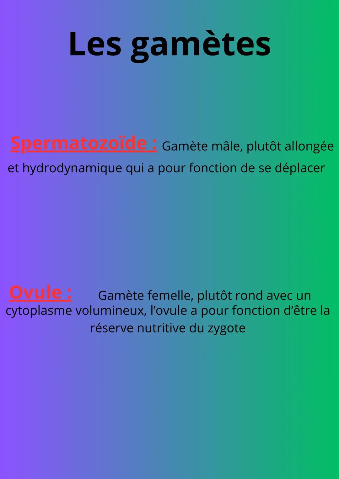 # Les gamètes
Spermatozoïde : Gamète mâle, plutôt allongée
et hydrodynamique qui a pour fonction de se déplacer
Ovule: Gamète femelle, plu