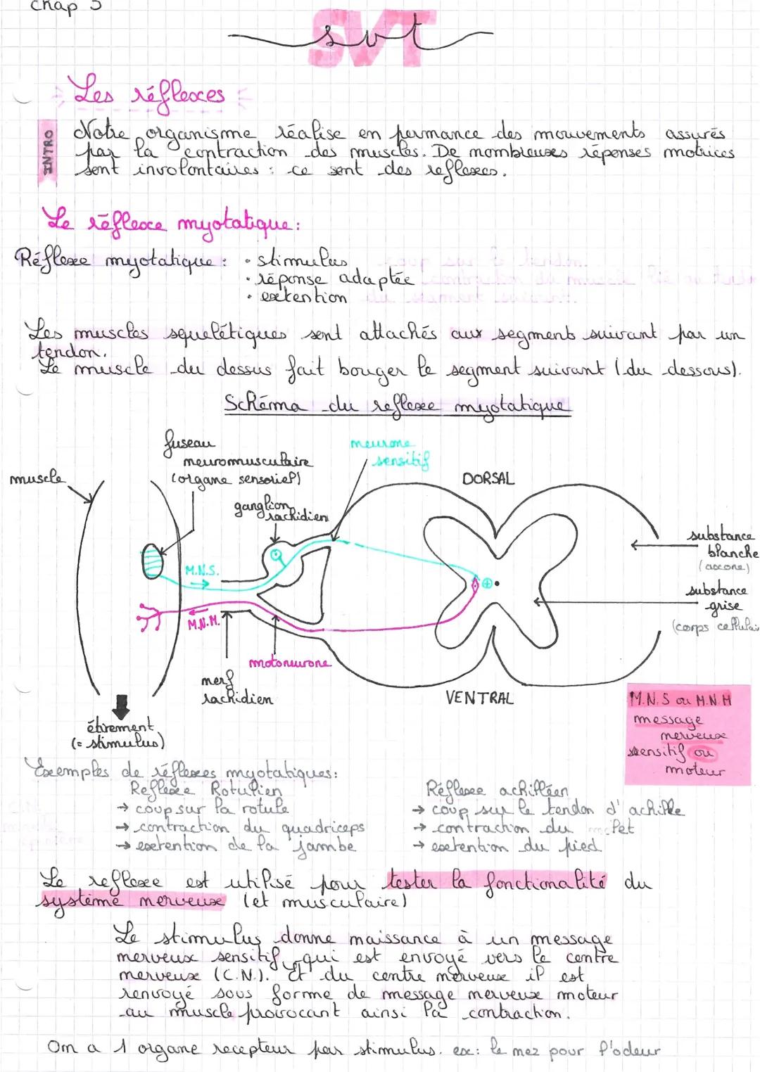 Chap
INTRO
Les réflecces
Notre organisme réalise en fermance des mouvements
par la contraction des muscles. De nombreuses répenses motrices