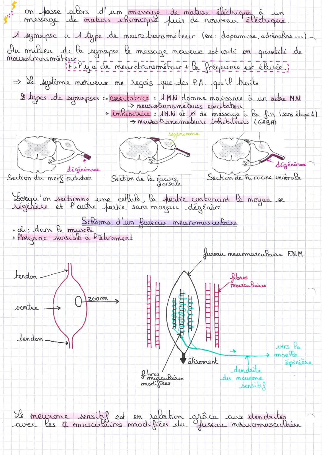 Chap
INTRO
Les réflecces
Notre organisme réalise en fermance des mouvements
par la contraction des muscles. De nombreuses répenses motrices